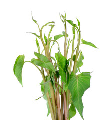 Water spinach isolated on the white background