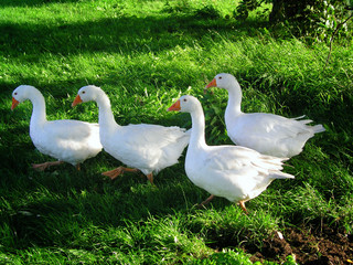 Hausgänse auf der Wiese