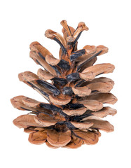 Pine cone / Pine cone isolated on white background