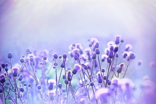 Fototapeta Flowering thistle - burdock lit by sunlight