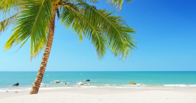 Tropical island vacation idyllic background. Exotic sandy beach and palm tree