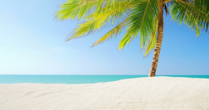Sunny day on sandy beach with clear blue sky, warm sun light and one palm tree