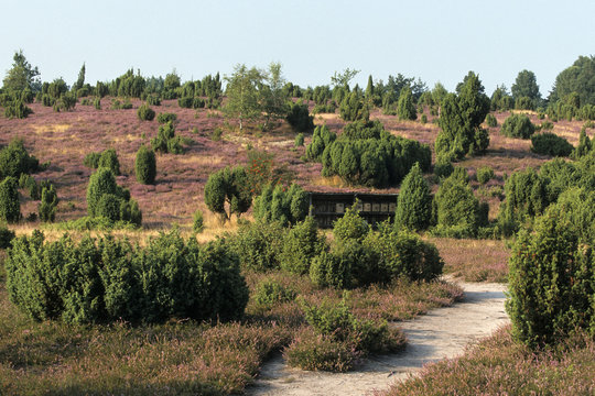 Landscape with flowering heather (Calluna vulgaris) nature reserve Lueneburg Heath, Lower Saxony, Germany, Europe,, Europe