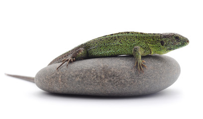 Lizard on the stone.
