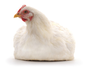 White hen.