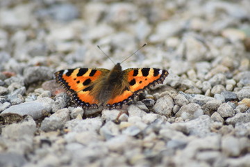 Schmetterling