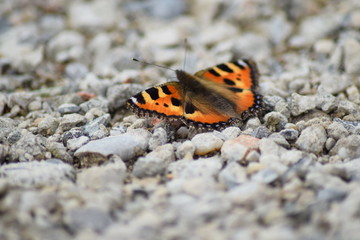 Schmetterling