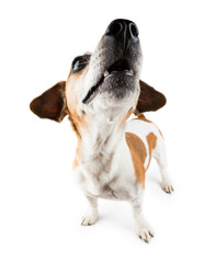 Funny small dog Jack Russell terrier lifted head up