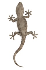 3d render of tarentola mauritanica