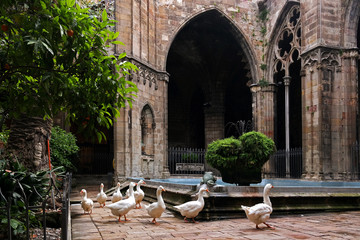 geese in the CathedralSAMSUNG CSC © oktober64