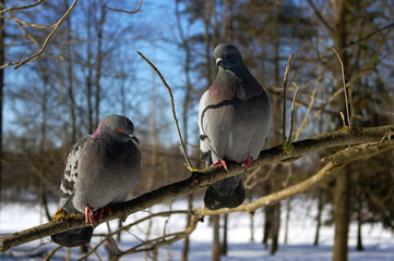 doves