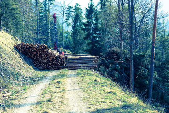 blocked path in the woods