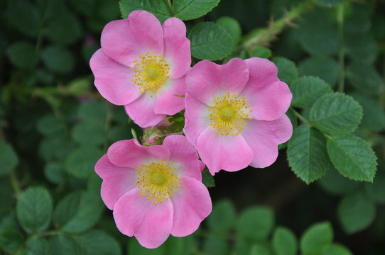 Drei Hundsrosen (Rosa canina)