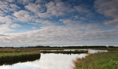 Koeien in de wei in de vroege morgen