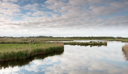 Koeien in de wei in de vroege morgen