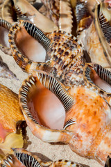 Viele Muscheln (Tritonshorn) liegen nebeneinander