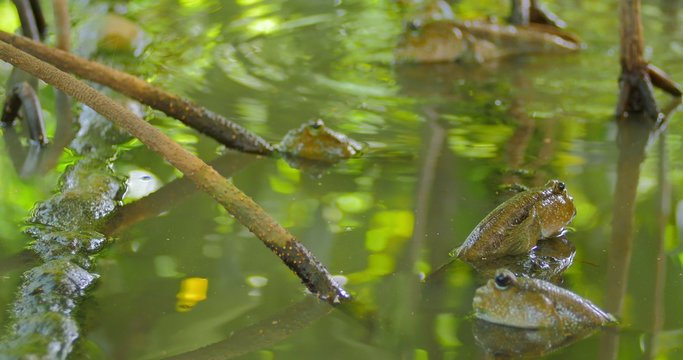 Mud Skippers fish in mangrove forest