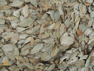 Dry leaves background.