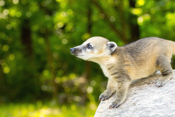 South American coati (Nasua nasua) baby