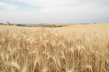 Apulia