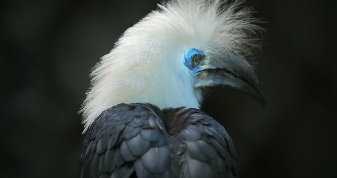 Rare bird form tropical forest White crowned Hornbill Berenicornis Comatus
