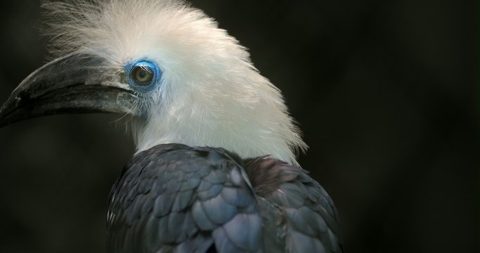 Hornbill  tropical bird close up 4k video