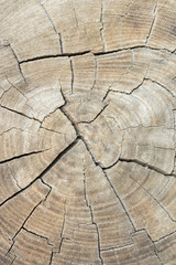 Fototapeta premium Wooden texture
