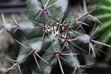 mini cactus from top view