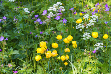 Flowering globe flowers on a meadow