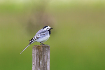 White Wagtail sit on a pole