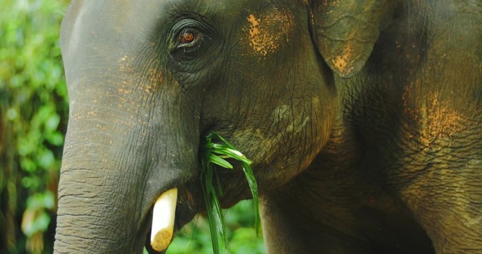 Elephant feeding in tropical forest. Close up 4k video