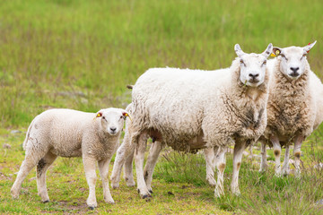 Naklejka na ściany i meble Sheeps with lambs