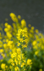 Obraz premium Pak choy flower