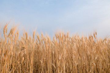 Apulia