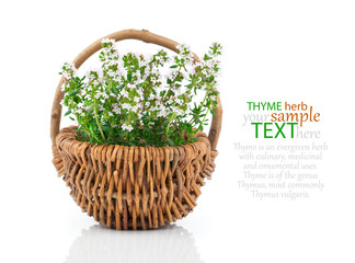Fototapeta na wymiar thyme herb plant in basket on white background