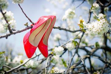  the red shoes on the blossoming sweet cherry tree