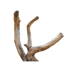 Obraz premium dead wood log