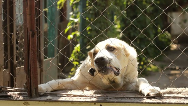 angry dog in a cage