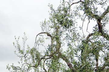 Apulia