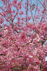 pink blossom in winter.