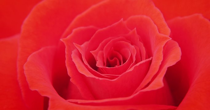 Red rose close up macro video 4K