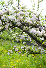Spring tree with blossoms