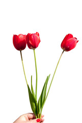 Tulips isolated on a white background