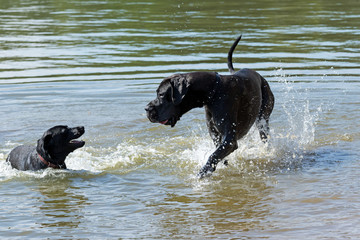 Great Dane is playing in the water