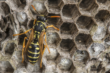 a wasp nest (Vespula vulgaris)