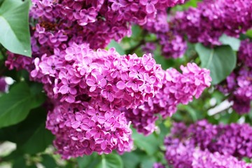 Fototapeta na wymiar Lilac flowers, purple Close-up 