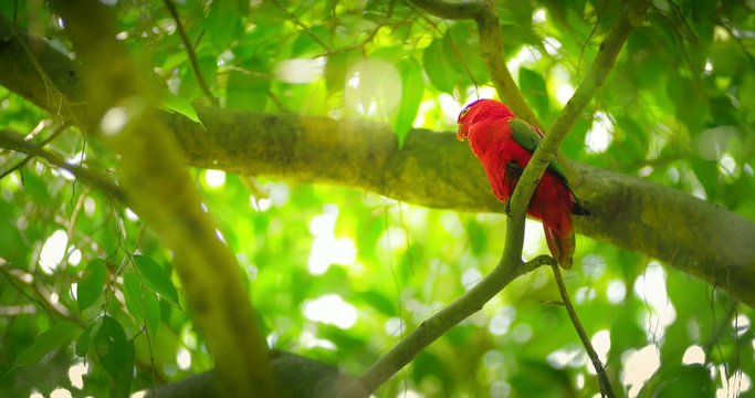 Tropical forest paradise wild life. Red parrot bird on tree branches 4k video