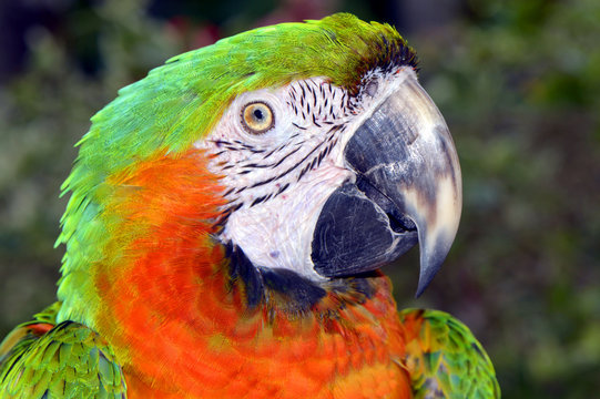 Green and orange macaw