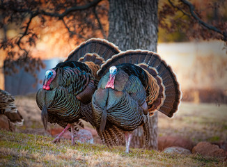 Two male tom turkeys in full colorful feather display
