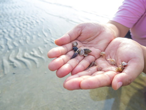 smalll Hermit Crab using seashell as home